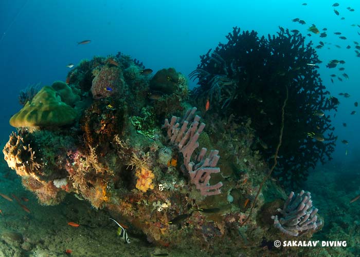 spécificités Plongée corail noir Nosy Be